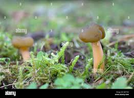 Attēlu rezultāti vaicājumam “Leotia lubrica”