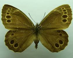 Attēlu rezultāti vaicājumam “Lopinga achine underside”