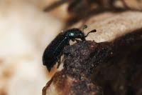 Attēlu rezultāti vaicājumam “Necrobia violacea”