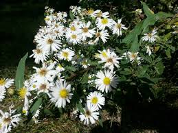 Image result for Aster lanceolatus
