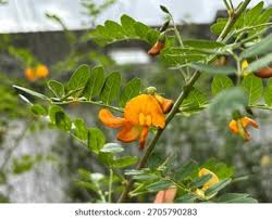 Image result for Colutea arborescens