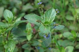 Attēlu rezultāti vaicājumam “Veronica beccabunga bud”