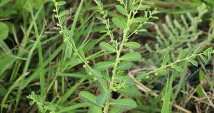 Attēlu rezultāti vaicājumam “Salix triandra fruit”