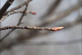 Attēlu rezultāti vaicājumam “Aronia melanocarpa bud”