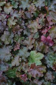 Image result for HEUCHERA americana 'Palace Purple Auslese'