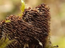 Attēlu rezultāti vaicājumam “Gloiodon strigosus”