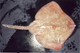 Image result for Bathyraja brachyurops