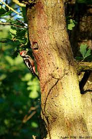 Attēlu rezultāti vaicājumam “Dendrocopos medius nest”