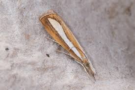 Attēlu rezultāti vaicājumam “Catoptria margaritella”