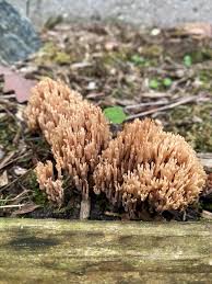 Attēlu rezultāti vaicājumam “Ramaria formosa”