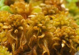 Attēlu rezultāti vaicājumam “Sphagnum subsecundum”