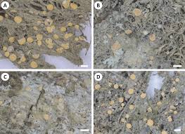 Attēlu rezultāti vaicājumam “Coenogonium pineti”