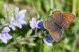 Attēlu rezultāti vaicājumam “Lycaena tityrus female”