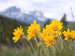 Image result for Arnica montana