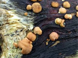 Attēlu rezultāti vaicājumam “Hypocrea rufa”