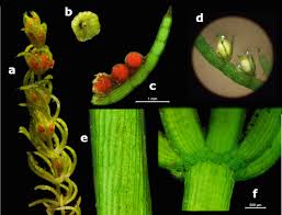 Attēlu rezultāti vaicājumam “Chara contraria”