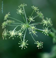 Attēlu rezultāti vaicājumam “Peucedanum palustre fruit”