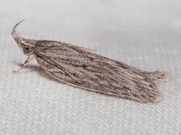 Attēlu rezultāti vaicājumam “Depressariidae”