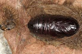 Attēlu rezultāti vaicājumam “Spilosoma lubricipeda”