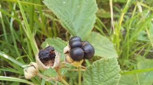 Attēlu rezultāti vaicājumam “Rubus caesius fruit”