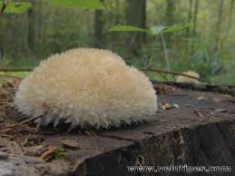 Attēlu rezultāti vaicājumam “Postia ptychogaster”