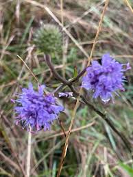 Attēlu rezultāti vaicājumam “Succisa pratensis leaf”