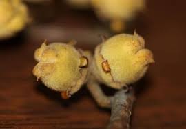 Attēlu rezultāti vaicājumam “Hamamelis japonica bud”