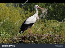 Attēlu rezultāti vaicājumam “Ciconia ciconia adult”