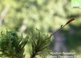 Attēlu rezultāti vaicājumam “Atrichum flavisetum”