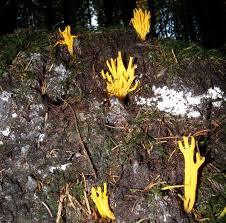 Attēlu rezultāti vaicājumam “Calocera viscosa”