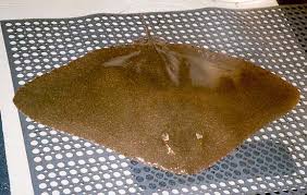 Image result for Gymnura micrura