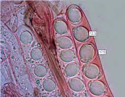 Attēlu rezultāti vaicājumam “Helvella atra”