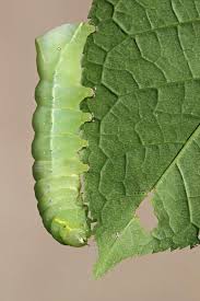 Attēlu rezultāti vaicājumam “Amphipyra perflua”