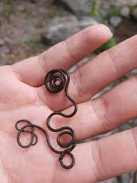 Attēlu rezultāti vaicājumam “Gordius aquaticus”