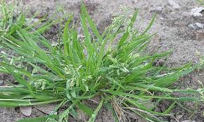 Attēlu rezultāti vaicājumam “Poa trivialis flower”
