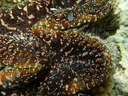 Image result for tridacna