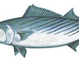 Image result for Sarda sarda