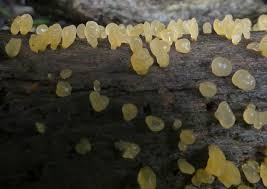 Attēlu rezultāti vaicājumam “Diachea leucopodia young”