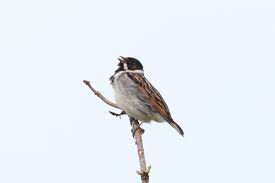 Attēlu rezultāti vaicājumam “Emberiza schoeniclus nest”