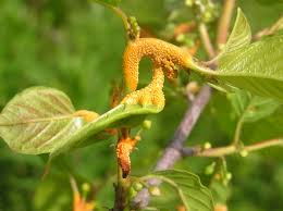 Attēlu rezultāti vaicājumam “Puccinia coronata”