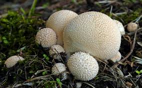 Attēlu rezultāti vaicājumam “Lycoperdon pyriforme young”