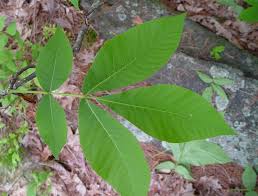 Attēlu rezultāti vaicājumam “Carya”