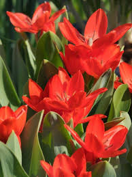 Attēlu rezultāti vaicājumam “Tulipa gesneriana flower”