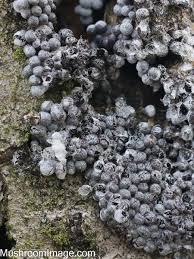 Attēlu rezultāti vaicājumam “Badhamia foliicola spores”