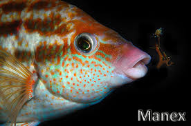 Image result for Symphodus bailloni