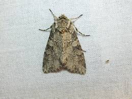 Attēlu rezultāti vaicājumam “Polia nebulosa”