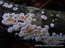 Attēlu rezultāti vaicājumam “Cylindrobasidium evolvens”