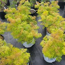 Attēlu rezultāti vaicājumam “Sambucus racemosa leaf”