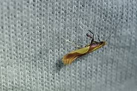 Attēlu rezultāti vaicājumam “Caloptilia alchimiella”