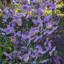 Attēlu rezultāti vaicājumam “Thalictrum”
